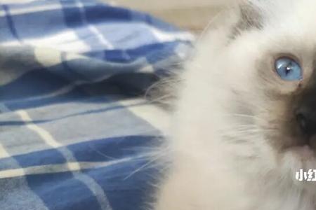 布偶弃养能活多久