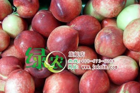 黄油桃和吊干杏嫁接嘛