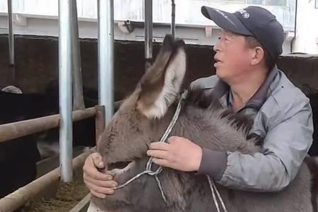 世界上最大的驴多少斤