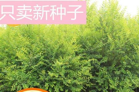 我国国槐树上的种子怎么吃