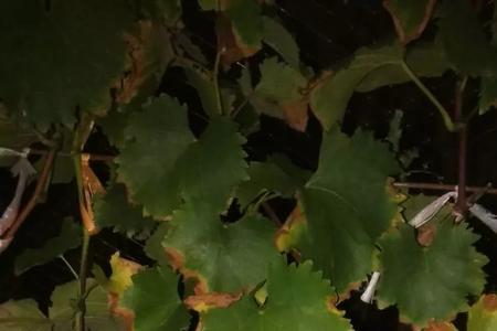 专治葡萄黄叶的肥