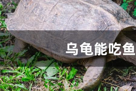 为什么乌龟会一直吃