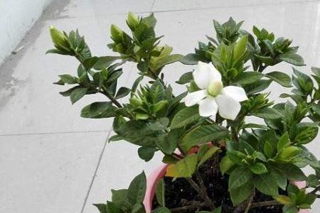 怎样辨别四季栀子花