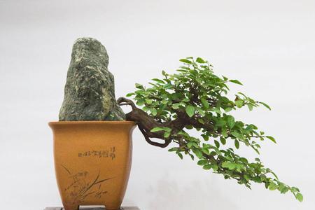 大坂松可以高压繁殖吗