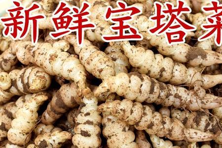 螺丝菜种子哪里能买到