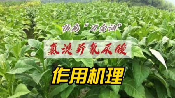 乙蒜素加氯溴异氰尿酸