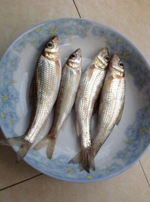 四大淡水鱼是哪四种