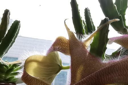 犀牛角花的养殖方法
