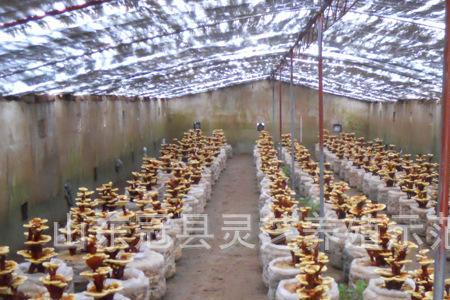 湿灵芝怎么存放