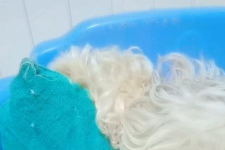 广东那里有坐月子的宠物