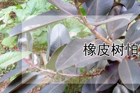 橡皮树在外面冻了，怎么挽救