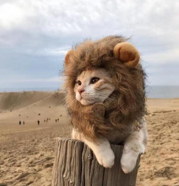 沙漠猫是几级保护动物