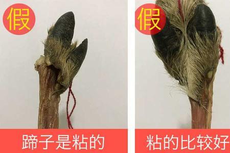 鹿尾巴和鹿筋有什么区别