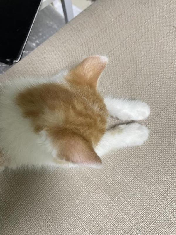 为什么被猫尿过的被子不能用