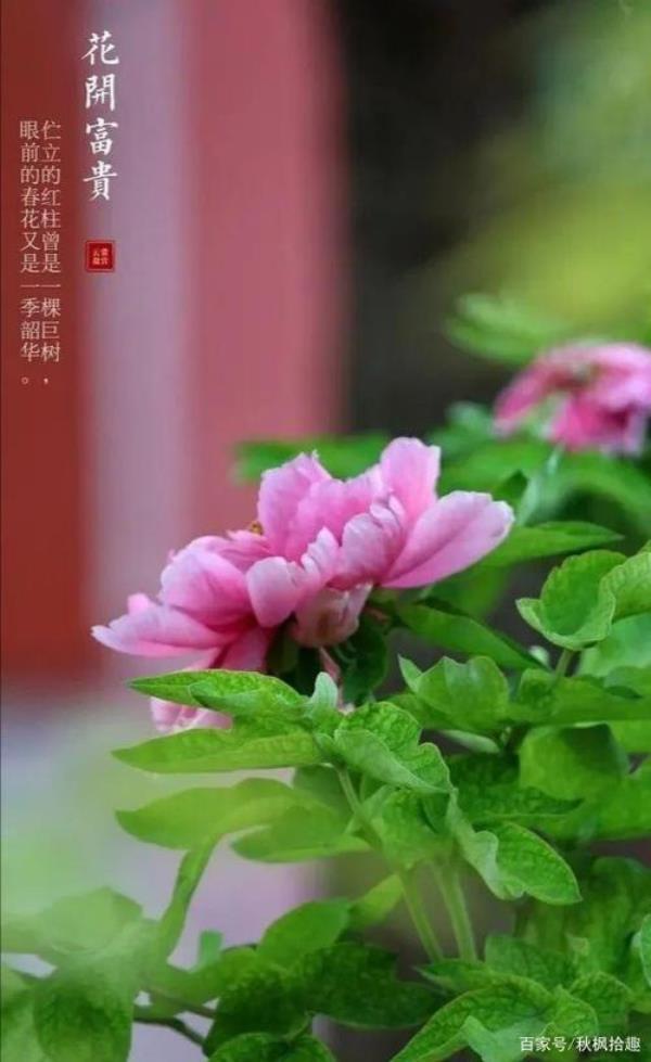 花开富贵艳阳天指什么