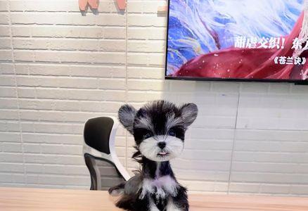 雪纳瑞幼犬便便怎样正常