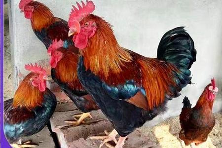肉鸡一个月可以长到多少斤