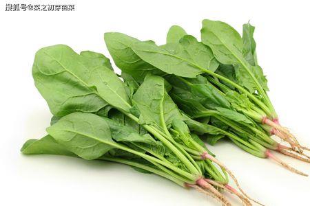 夏天菠菜为什么会烂根
