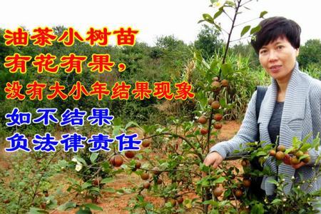 油茶苗买几年苗好