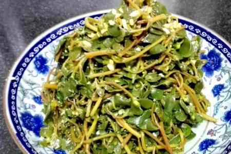 马齿苋要焯水吗
