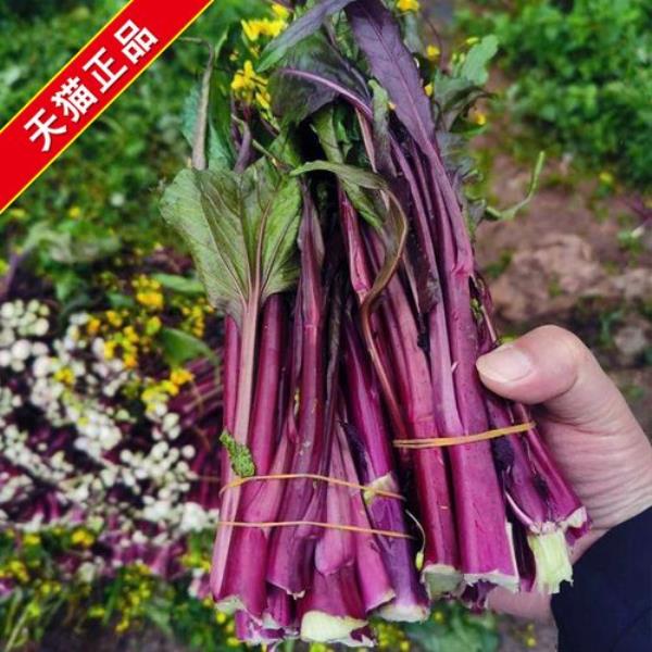 秋季移栽红菜苔几天缓苗