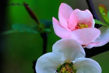 春深蕙作花,这首诗什么意思