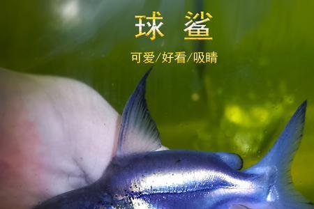 蓝鲨观赏鱼什么时候生小鱼