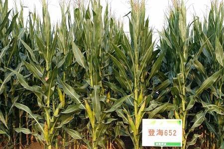 登海1810玉米产量多少