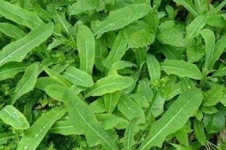 苦菜公是什么呀有其他名字吗