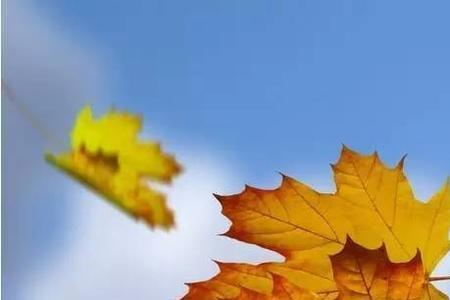 落叶随着风翩翩起舞拟人句