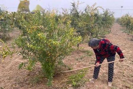 砍石榴树有什么忌讳