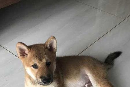 柴犬辅助立耳需要绑几天