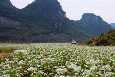 苦荞种植不施肥一般亩产多少