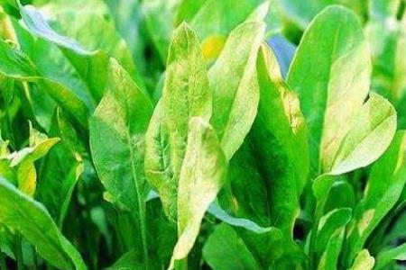 种菠菜用哪种肥料最佳