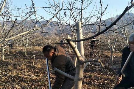 自家院里30年的核桃树可以砍了吗