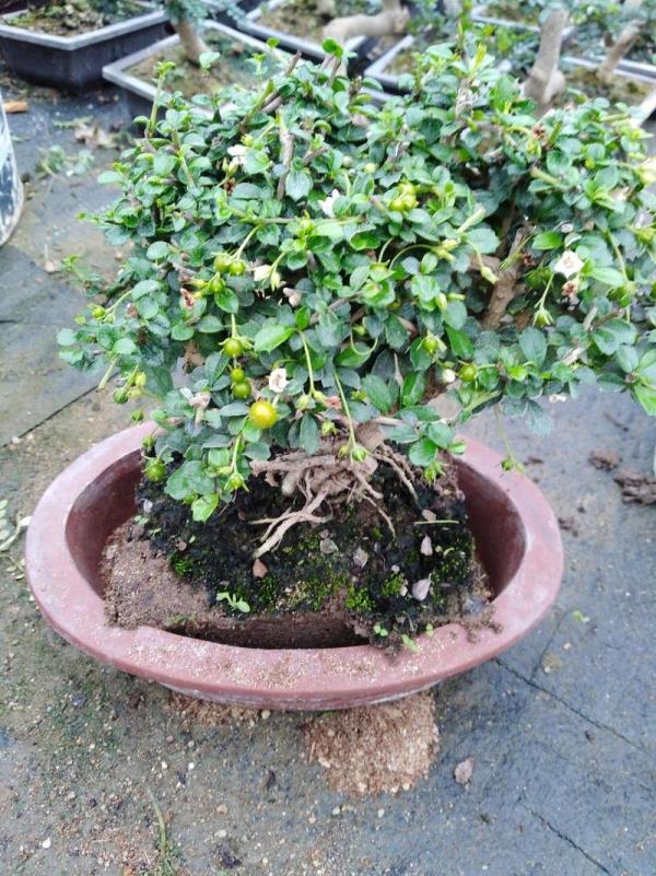 福建茶落叶还会长新芽吗