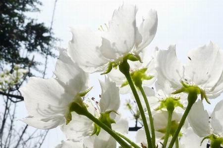 与梨花带泪相对的词