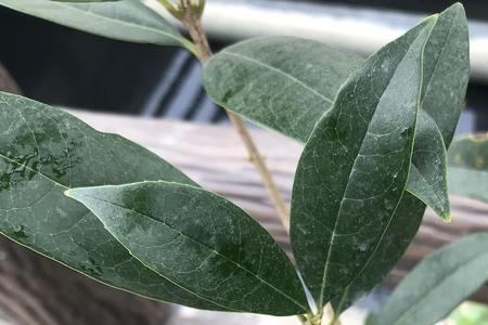 光杆的桂花梅还会发芽吗