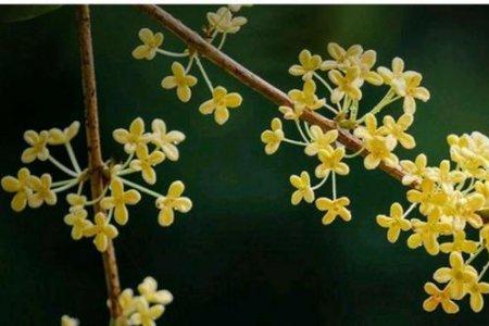 服装桂花摘下来怎么保存