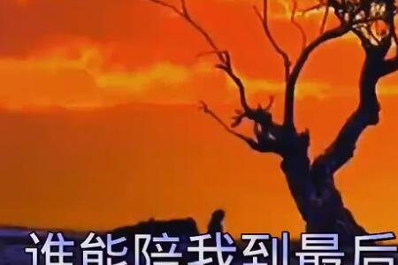 雨中百合十大催泪歌曲歌词