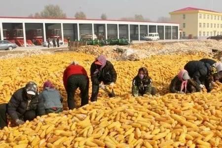 全国玉米产量大县排行