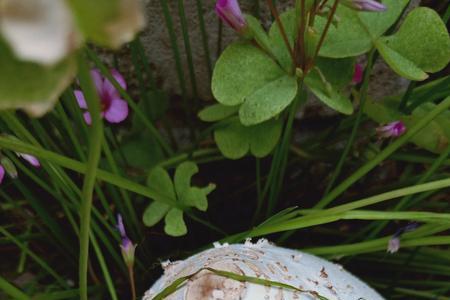 俄罗斯小蘑菇是什么