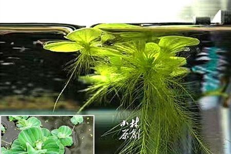 鱼缸可以用河泥养水草吗