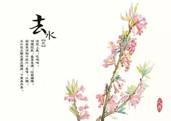 古风草药名字女唯美