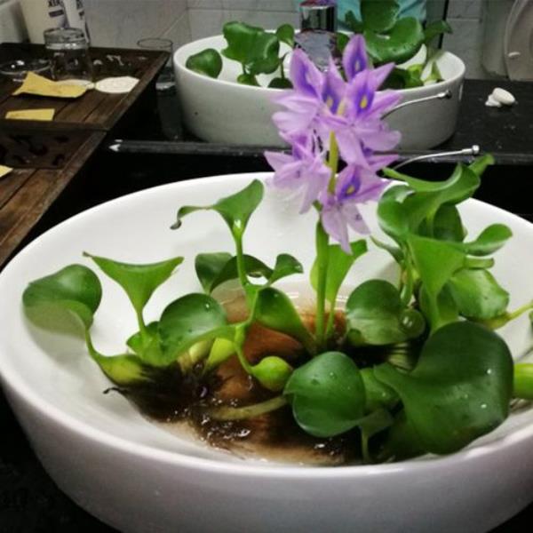 葫芦喂鱼好不好
