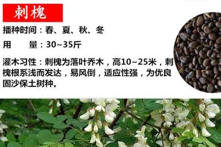 槐树种子可以直接种吗
