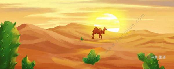 骆驼和羊里面谁说的话有道理