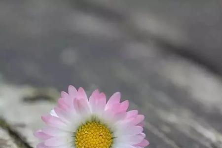 平平淡淡也挺好原唱