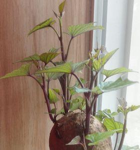 红薯怎么水培