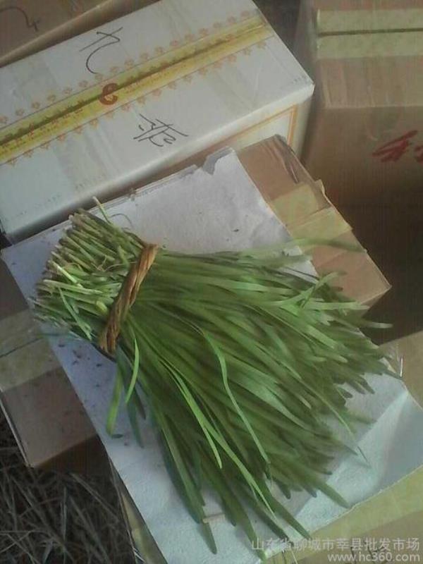 韭菜王什么意思